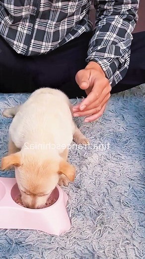 2.9M views · 5.9K reactions | Poor dog wandering on the street i saw it and decided to adopt it | Cartoons Family Diana And Roma | Facebook