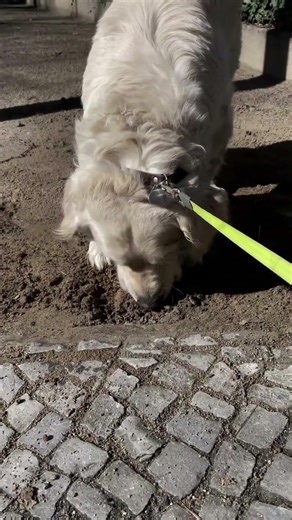 Around the Ground #hund #dog #dogslife #goldenretriever #goldenretrieverpuppy