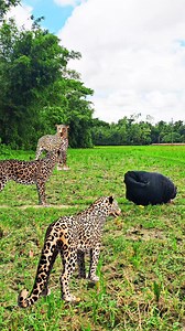 99K views · 282 reactions | Deep forest leopard attack in jungle a buy  #reels #vfx #leopard | VFX LAB | Facebook