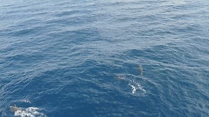 Group dolphins at the sea - Free Stock Video