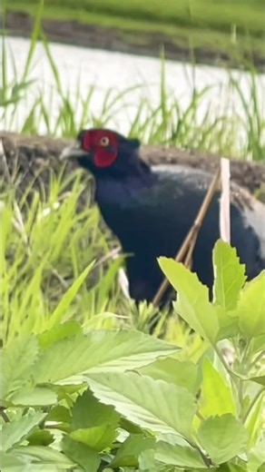 💕💚😸📌2026年2月2日 wild cat vs pheasant