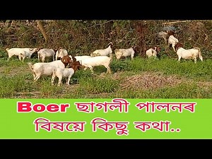 Boer ছাগলী পালনৰ বিষয়ে কিছু কথা...(Goat Farming in Assam)7002283104
