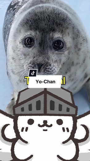 Yo Chan: La Diva Foca y Su Historia de Superación