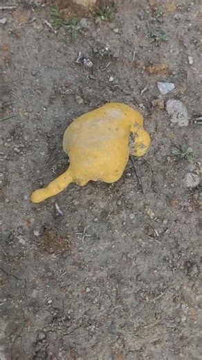 Those who saw a yellow mouse for the first time, I guess they came from outer space. #yellowmouse...