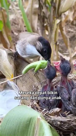 The Java Sparrow #amazing #uniquefacts #birds