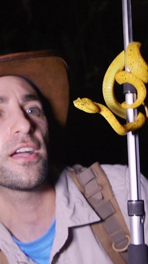 70K views · 2.2K reactions | A super venomous snake!!  We think snakes are pretty cute  What about you? #reels #reelsinstagram #snake #animals #coyotepeterson | Brave Wilderness | Facebook