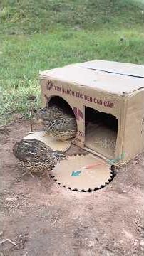 Unique Creativity Quick Quail Trap Using Cardboard Box #youtubeshorts