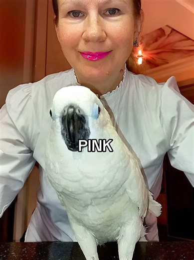 Playful Moments with Parrots: A TikTok Compilation