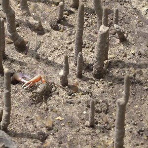 1.1K views · 42 reactions | Get to know some more friendly faces here in town! | Experience Mount Pleasant | Facebook