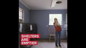 Shelters are emptier, communities are connected, and the lives of pets have changed for the better, thanks to you. Your donations to PetSmart Charities of Canada continue to impact the lives of pets, and for that we thank you. ♥️ | PetSmart