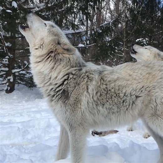 29K views · 9.4K reactions | The only thing better than one wolf howling is two wolves howling  | Wolf Conservation Center | Facebook