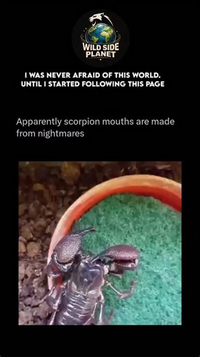 WildSide_Planet on Instagram: "Scorpions are ancient predators equipped with a complex feeding system built for tearing, grinding, and liquefying their prey. While their large pincers (pedipalps) grab and restrain the victim, the real eating happens with their small but powerful mouth parts called chelicerae. These are tiny claw-like structures right beneath the scorpion’s “face,” used to shred prey into small pieces. Because scorpions can only ingest liquids, their digestive enzymes begin break