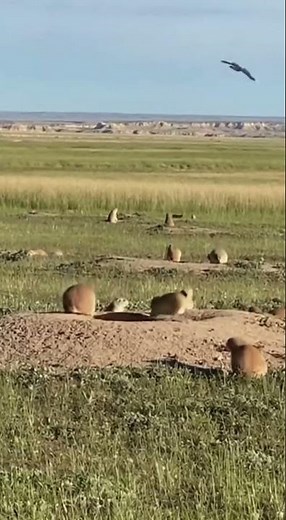 The Prairie Dog Alarm System in Action 📢 #PrairieDogs #AnimalDefense #wildlife