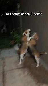 😱 A ustedes también les pasa así? #beagle #humor @maximilianoelbeagle tik TOK | Beagles en Salta