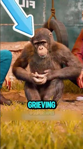 A Chimpanzee Who Understands A Woman's Pain of Losing Her Own Baby🐒💔