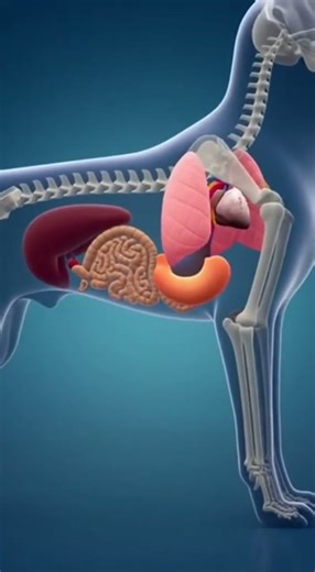 Inside a Dog’s Body |Stomach Anatomy in 3D #DogAnatomy #DogDigestiveSystem #3DAnatomy #AnimalAnatomy