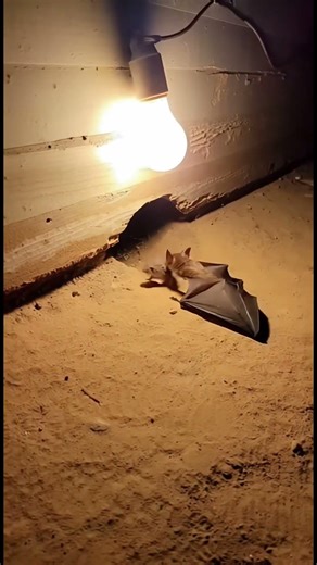 The cat caught the bat while the bat was chasing a mouse #wildlife #animallife