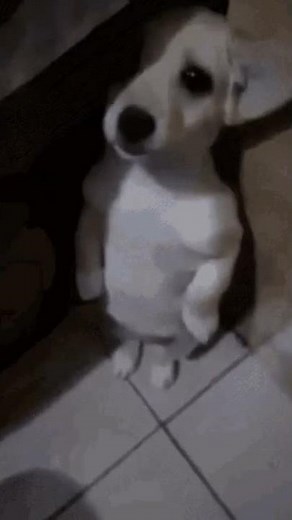 scared dog standing in corner meme