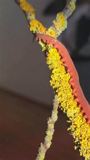 Sandro on Instagram: "Dieses Tier wirkt unscheinbar – ist aber ein echtes lebendes Fossil. Der Stummelfüßer (Onychophora) lebt seit über 500 Millionen Jahren auf der Erde. Kein Insekt, keine Spinne, kein Wurm – sondern ein Überbleibsel aus einer Zeit, in der Evolution gerade erst Fahrt aufnahm. Er jagt mit einem biologischen Kleber, der bis heute selbst Forscher fasziniert. Solche Tiere zeigen, wie viel Natur wir noch immer kaum kennen. Wenn dich echte Aufklärung interessiert: bleib hier, teil d