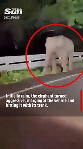 Driver screams in horror as elephant suddenly attacks car | The US Sun