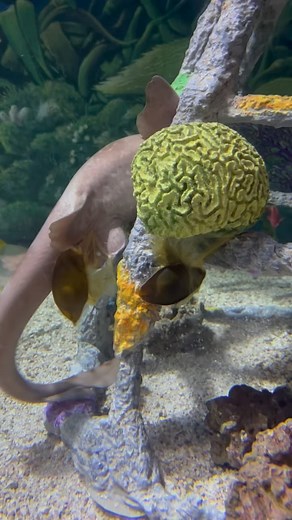 #DYK sharks can reproduce three different ways?! 🤯 🦈Some sharks, like our whitespotted bamboo shark in the video, are oviparous meaning they eggs. They'll attached their eggs to rocks, coral, or sea grasses. It then takes the babies 14-15 weeks to develop and hatch out. 🦈Other sharks will keep they're eggs inside as they develop and hatch within the female. Then some sharks give live birth similar to a mammal! #sharks #shark #whitespottedbambooshark #aquarium #aquariumfun | Jenkinson's Aquari
