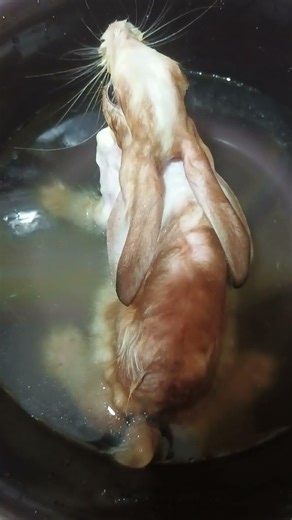 bunny's bathing time 🐇🛀🏻