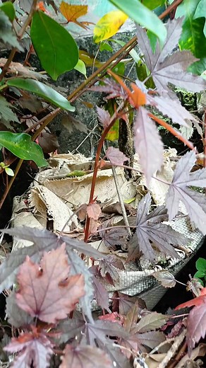 9K views · 33 reactions | grafting hibiscus trees with red panama 朗 #grafting #techniques | Abi Nya Gambit | Facebook
