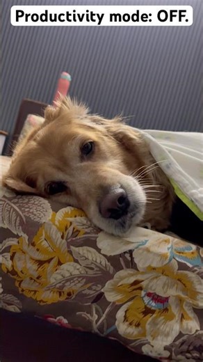 Current status: unavailable.😴 #DogMemes #GoldenRetriever #FunnyReels #Mood #fyp