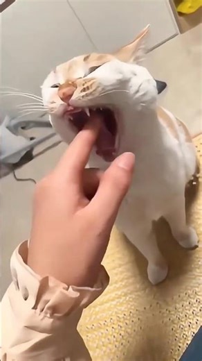 Cats vine #6 :3❤️ #amazing #humor #cats #catshorts