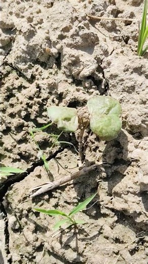 Thrips Attack on Cotton Crop | Real Symptoms Video
