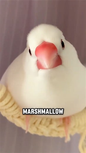 LuxePet on Instagram: "A little feathered pearl with a song to share. 🕊️🌾 Java Sparrows move through the world with such gentle grace—soft grey feathers, that perfectly pink beak, and a social flutter that feels like quiet friendship in motion. Did you know they’re also called "Java Finches" and often mate for life? True romance in tiny, tweet-sized form. 💞 Who else finds peace in watching birds just... be? ☁️👇 #JavaSparrow #JavaFinch #BirdLovers #PetBirds #avianbeauty"