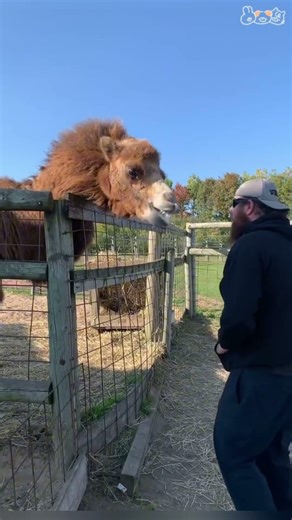 That was not planned #animal #sheep #zoo #fai #fyp