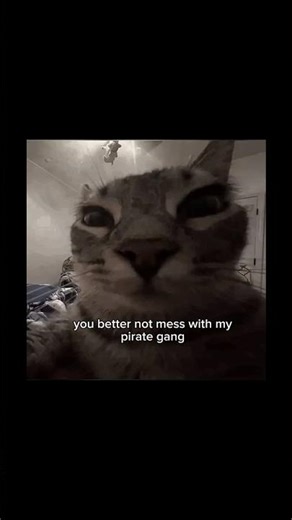 You better not mess with the pirate gang 🐱🏴‍☠️#funny #memes #ytshorts