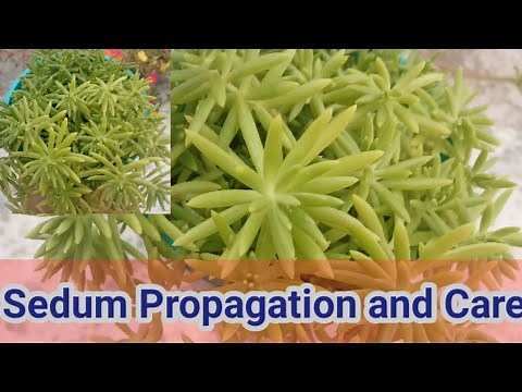 Sedum Propagation and Care/Beautiful succulent sedum/Easy to grow sedum