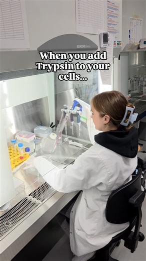 IMC Krems Medical & Pharmaceutical Biotechnology | Whenever you add Trypsin to your cells... ✨️ Trypsin breaks down the proteins that normally keep adherent cells attached to the surface of... | Instagram