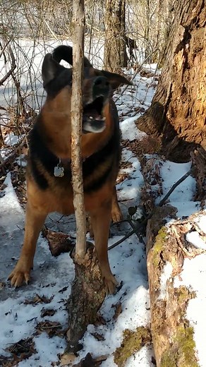 17 reactions | I miss my big tree chomping man ♥️ | Douglas Haeberer | Facebook