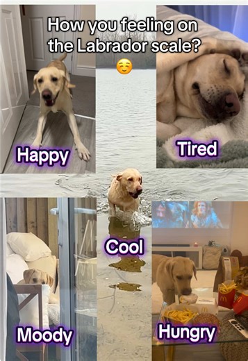 Understanding Your Mood on the Labrador Scale