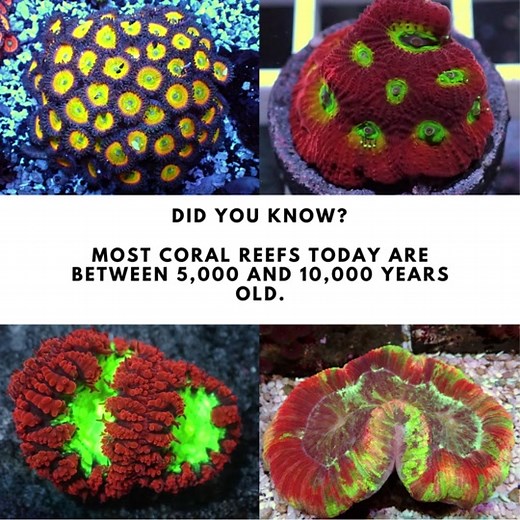 Check out these quick facts about coral reefs: – Coral have growth rings, just like trees! – The first coral reefs formed on Earth 240 million years ago. That’s before the dinosaurs were alive! – There are more than 800 different types of hard coral around the world. – The Great Barrier Reef is the largest reef system on Earth. You can even see it from space! Studies show that some corals can live for up to 5,000 years, making them the longest living animals on Earth. #saltwateraquarium #exoticf