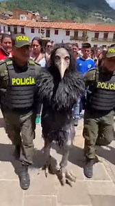 Hoy en la mañana en un pueblo de colombia capturan una extraña ave, los lugareños afirman que se trata de un brujo #mitologia #criaturasextrañas #animalesextraños #fypシ゚ #viralreelsシ | Mundo Desconocido