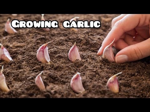 Growing garlic from cloves | how to grow garlic in containers ( step by step guide)