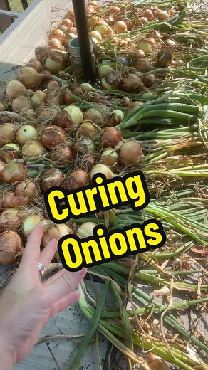 Curing onions. They will need to dry out as long as it takes for the greens to turn brown and dry up! This could be one week, it could be 2. Depends on your climate and how dry it is. #onions #curingonions #harvest #gardening #garden #onion