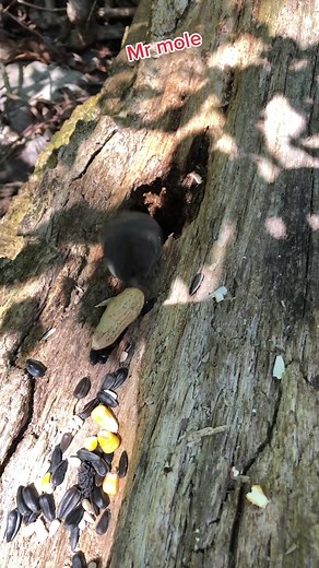 Everyone fills the cheeks in my chipmunk village, fill the cheeks Mr Mole #fyp #mole #cuteanimals #cute #mrmole