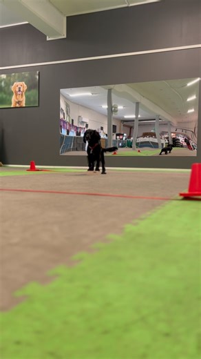 Target-trening er et av de mest allsidige og nyttige verktøyene du kan ha i hundetreningen din 😍 Bli med på kurs der vi kombinerer targettrening (hånd, snute og pote) med Ruta for de som ønsker! | Hundesenteret