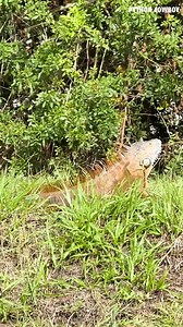 734K views · 16K reactions | We spotted a monster invasive iguana, and Otto made quick work of this guy. | Python Cowboy Hunts | Facebook