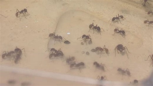 Tips to manage pests as springtime begins