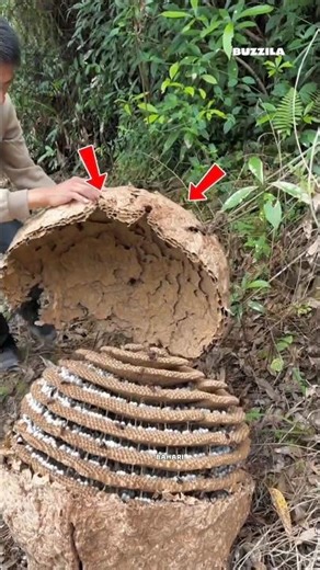 Inside the Giant Wasp Nest: Nature’s Hidden Architecture! #shortvideo