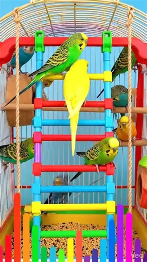 Budgie funny moments