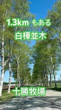 十勝牧場の白樺並木#北海道#とかち#十勝#自然#観光#観光スポット#人気#観光地#音更町#癒し#ばんえい競馬#ばんば#馬追い#白樺#しらかば#並木