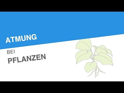 ATMUNG BEI PFLANZEN | Biologie | Biologie der Pflanzen und Pilze (Mittelstufe)