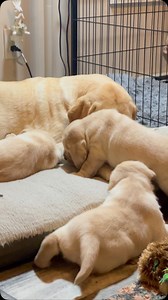 13K views · 732 reactions | Something about yellow puppies  #yellowlabs #puppies #cutepuppies #blacklab #yellowlab #chocolatelab #adorable #naturallyreared #rawfed #cutethings | Chalk Pond Retrievers | Facebook
